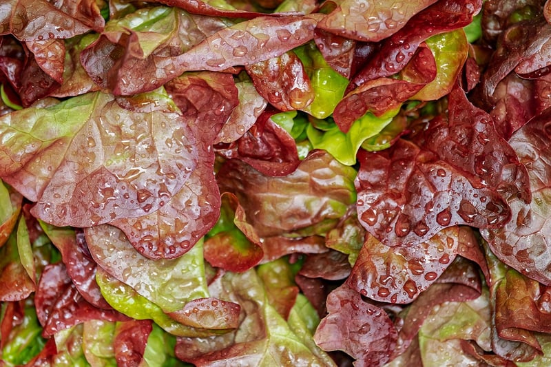 Flavorful Salad